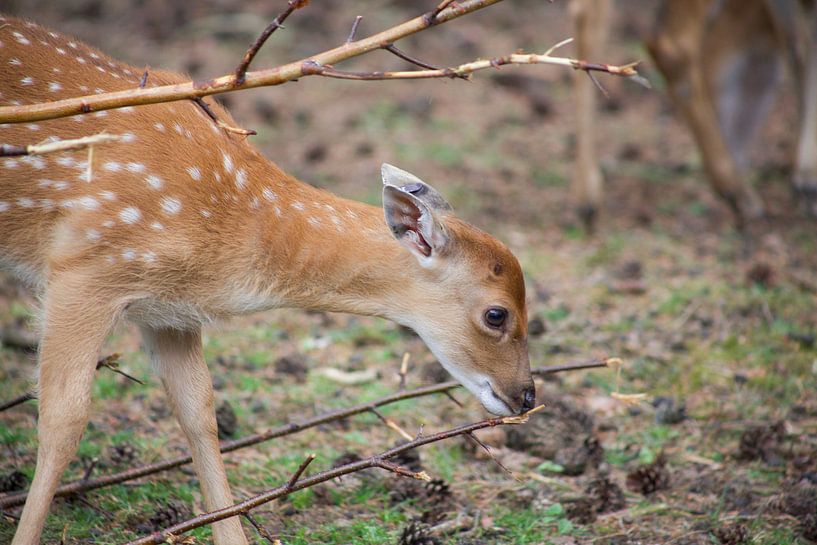 hert by marijke servaes