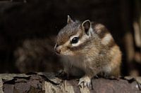 Siberian ground squirrel