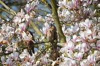 Sonnenanbeter von Waldohreulen in einer Magnolie