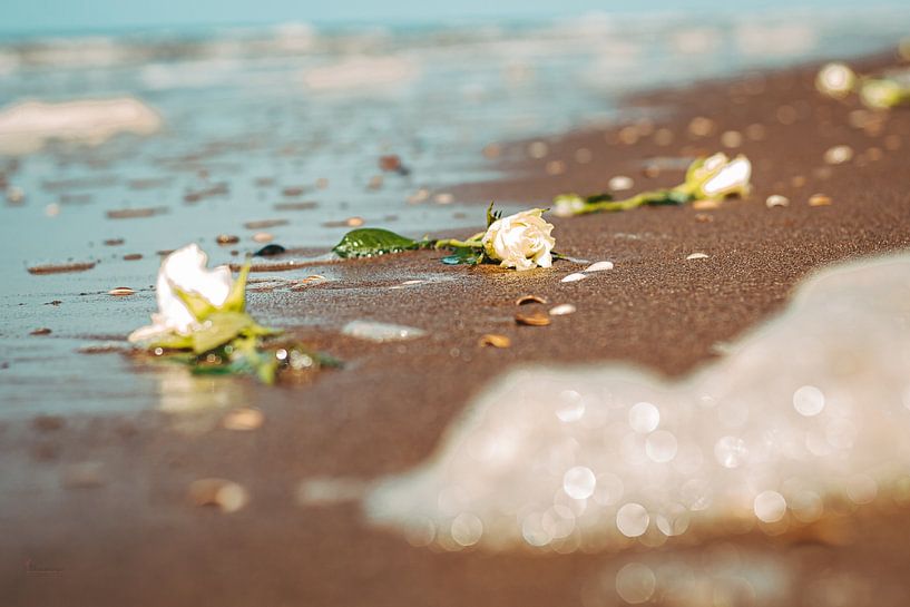 Roses au bord de l'eau par Vlemmingo Fotografie