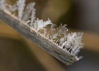 sneeuwvlokken op een rietstengel