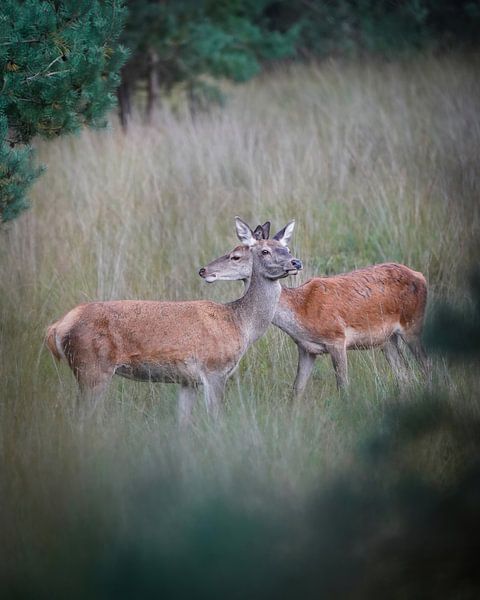 Cerf élaphe sur la Veluwe par Tom Zwerver