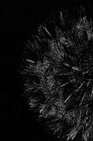 A silver print of the dandelion