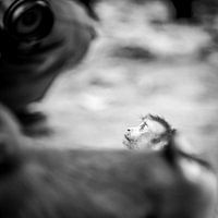 In die Kamera starren