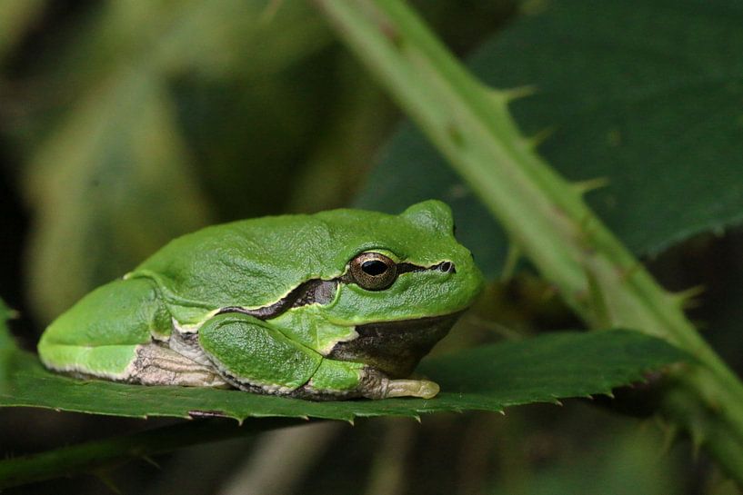 Laubfrosch, der die Sonne genießt. von Astrid Ingrid Wevers