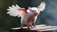Flying piglet