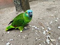 Le petit oiseau mange des snacks