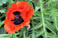 Red out of the screen