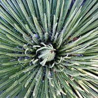 Agave striata mixed media