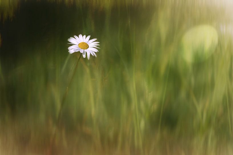ein abgebildetes Gänseblümchen von eric van der eijk