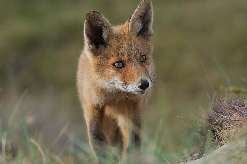 Renard dans les dunes d'approvisionnement en eau par Wim van der Meule