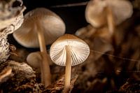 Pilze verbunden mit Spinnennetz