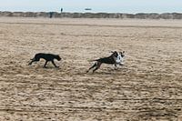 Deense Dog's op het strand