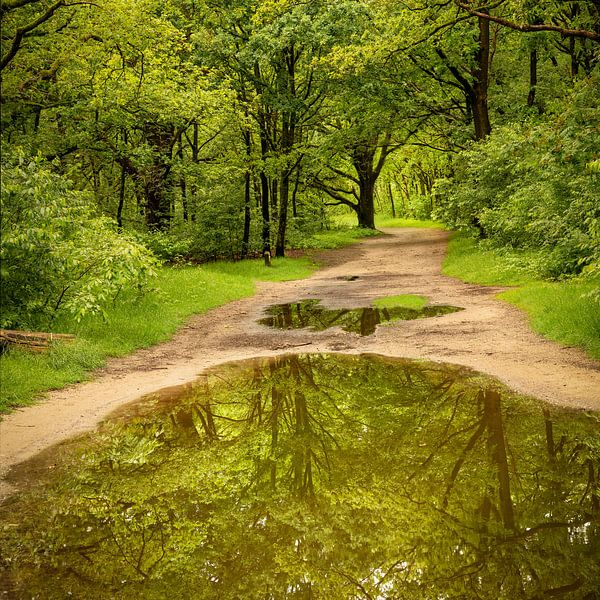 Reflektionen von Bäumen. 3 von Alie Ekkelenkamp