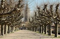 Winterlaan with beautiful trees.