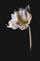 Amaryllis White