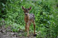 Young fawn discovers the world