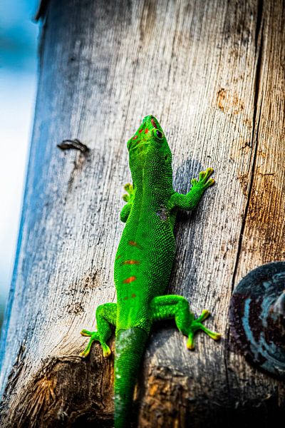 Gecko de Madagascar par Jaimy van Asperen