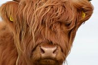 Kop kalf Schotse hooglander