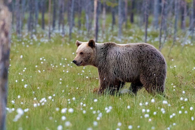 Ours brun par Merijn Loch