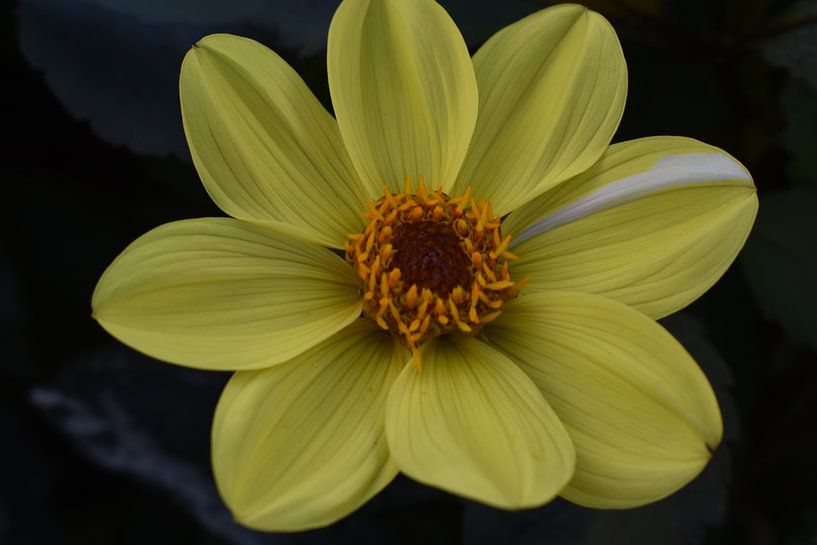 Yellow Flower by Jo-Ann Horst Photography