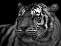 Tiger black white