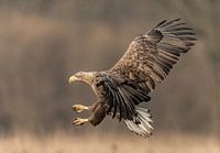 Landing White-tailed Eagle!