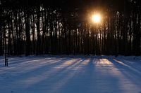 Sonnenaufgang an der Heiligen Eiche