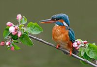 Kingfisher among apple blossoms