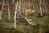 Golden hour on Texel