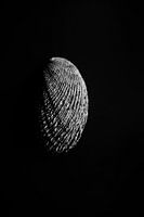 Minimalist black-and-white print of the seashell Haliotis coccinea