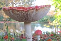 Rood met witte stippen