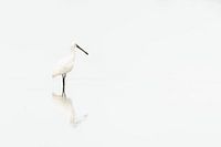 High key Löffler weißer als weiß