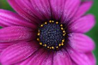 Spanische Schönheit im nebligen Morgen