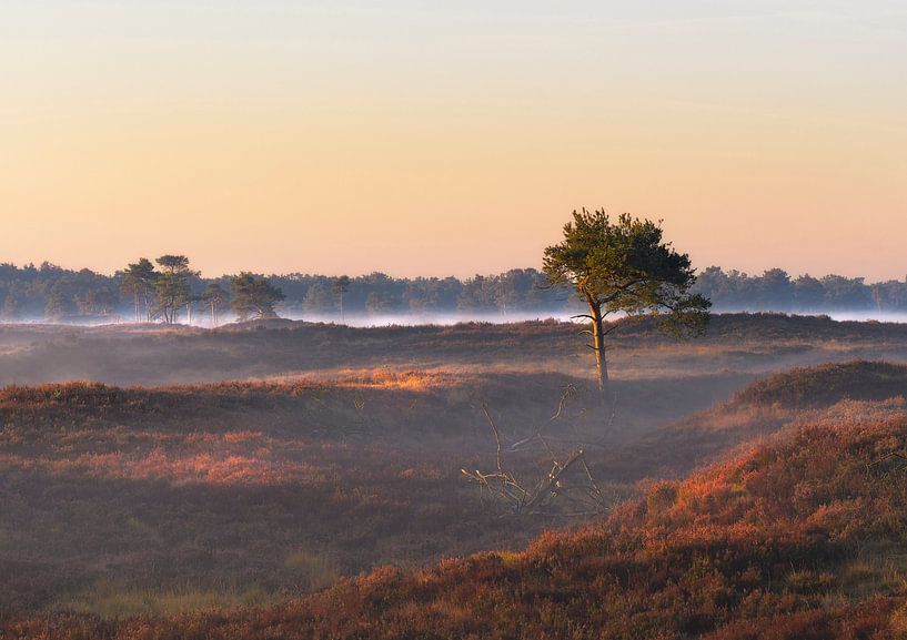 Spiel von Licht und Schatten von Jos Pannekoek