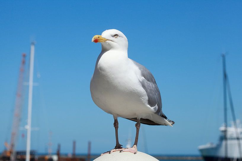 White seagull by Torsten Krüger