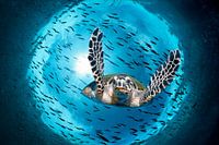 Green turtle dives.