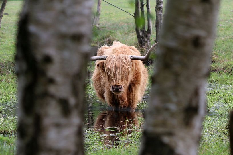Schottisches Hochlandrind von Matthias Brix