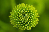 Chrysanthème | fleur | vert