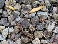 Erdiger Splitt: Fels- und Kieselsteintextur