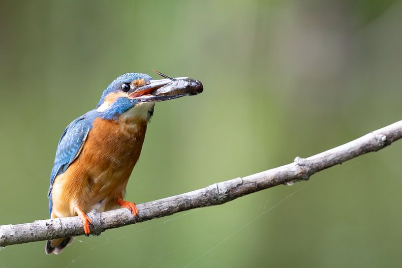 Martin-pêcheur avec têtard par Martijn Smit