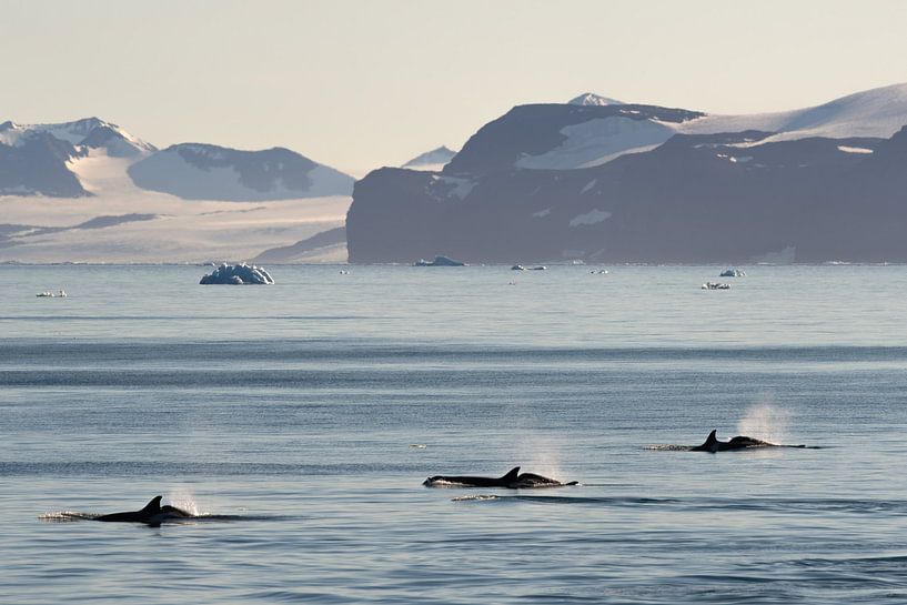 Trois orques dans le paysage de l'Antarctique par Anges van der Logt