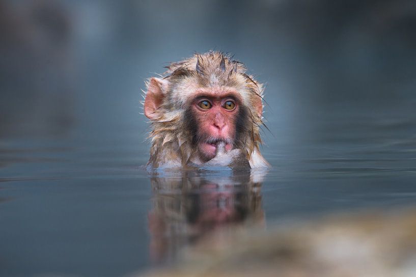 Un jeune singe des neiges japonais profitant de la source d'eau chaude par Koen Hoekemeijer