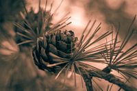 L'automne toute l'année