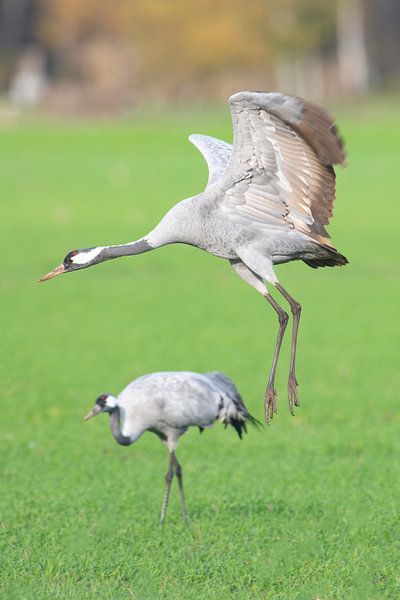 Kranichvogel tanzt auf einem Feld während des Herbstzuges von Sjoerd van der Wal Fotografie