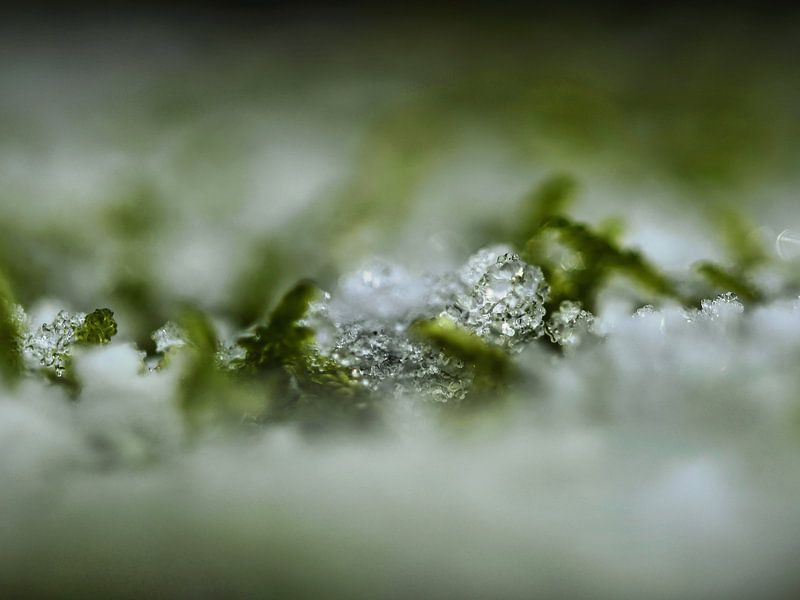 Diamonds in the forest. by Netty Kempkes