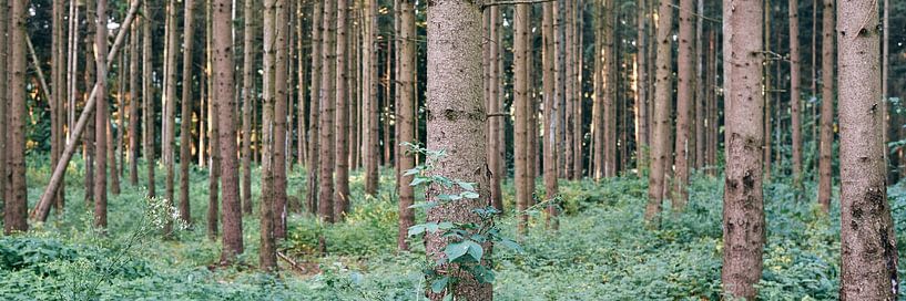Panorama Forest Germany by Lampe Productions