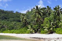 Palm trees on tropical beaches in Seychelles