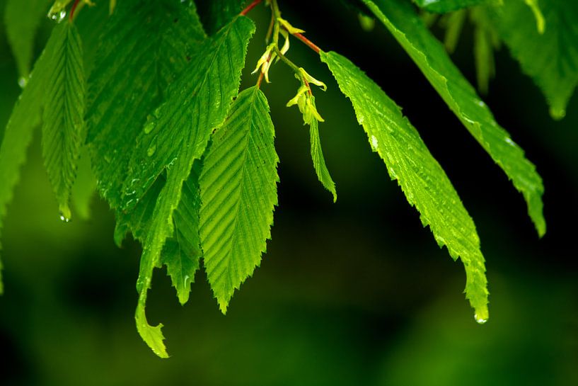 Glowing green par Photoart-Naegele