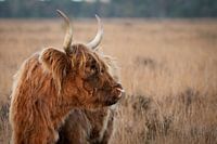 schottischer Highlander